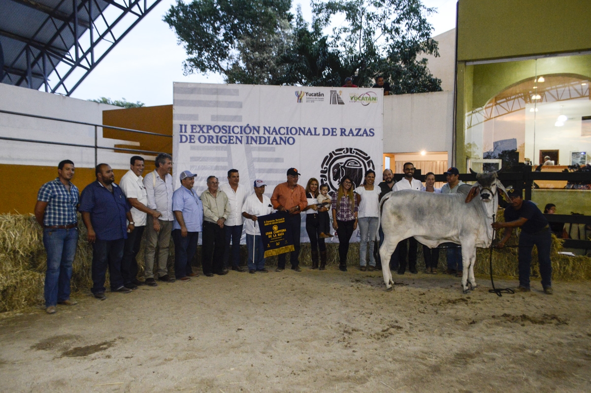 Premian a ejemplares bovinos en Xmatkuil